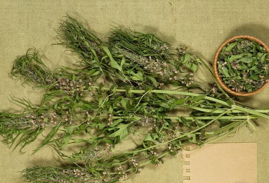 种植,中老年人都吃过但极少人见过,如今已经灭绝了|灭绝|蛔蒿|驱虫