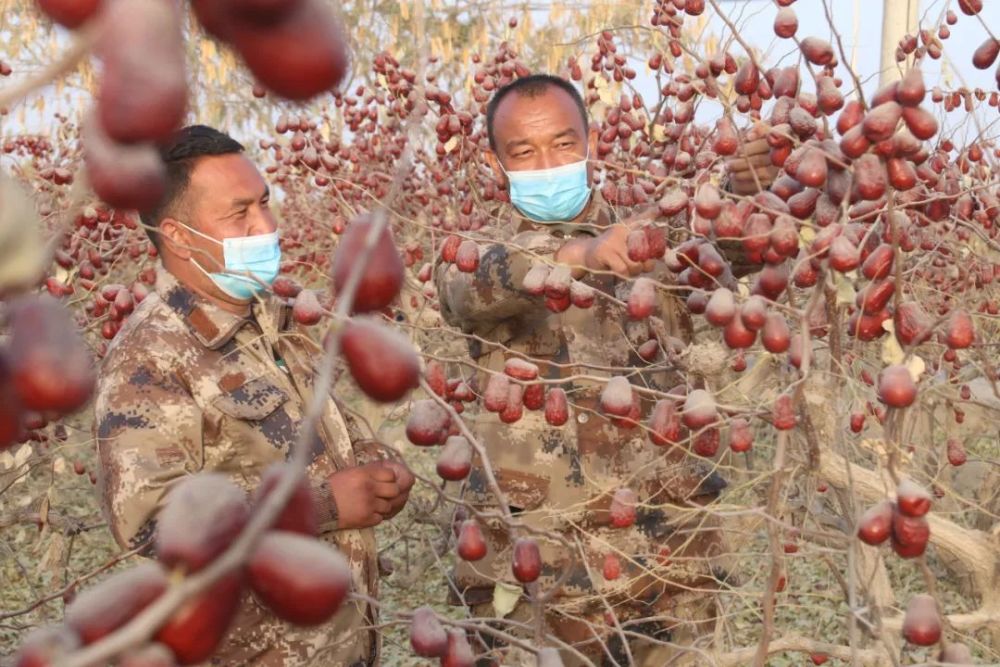 吐地买买提·肉孜家原本有7亩地,由于管理不到位,红枣连年亏损.