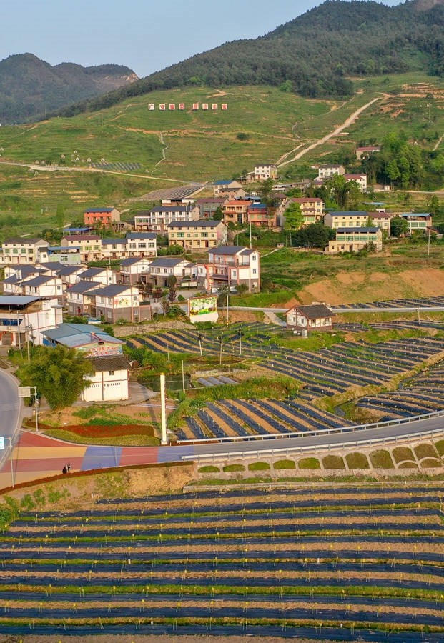 四川华蓥:产业兴 乡村美 农民富|华蓥市|四川|乡村|蜜梨|利益联结机制