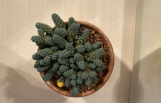 沾土就能活的多肉姬星美人,不用追求粉色,淡蓝色清