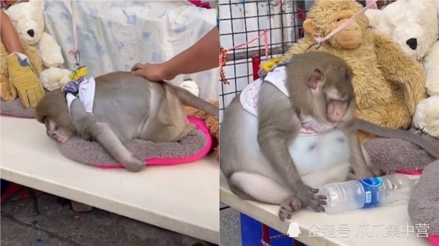 泰国主人收留猕猴养成20公斤大胖子减肥都减不动