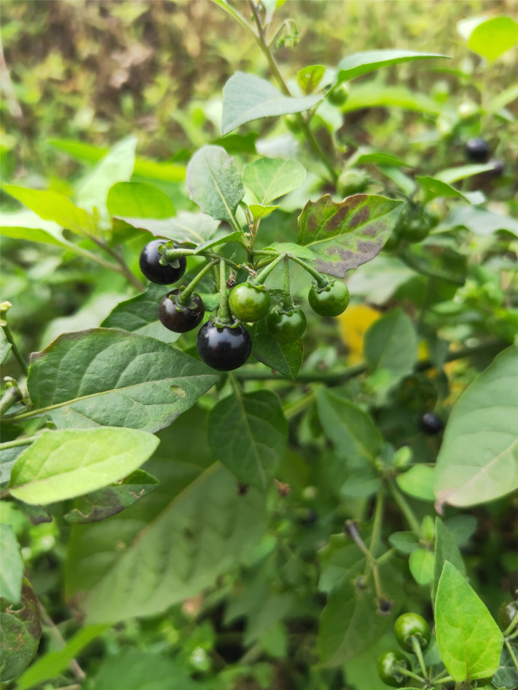 春天来了 又到了吃野菜的季节 腾讯新闻