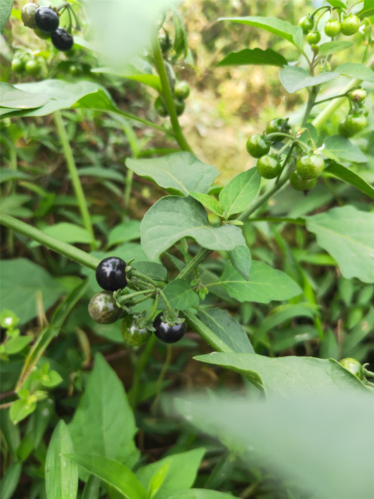 春天来了 又到了吃野菜的季节 腾讯新闻