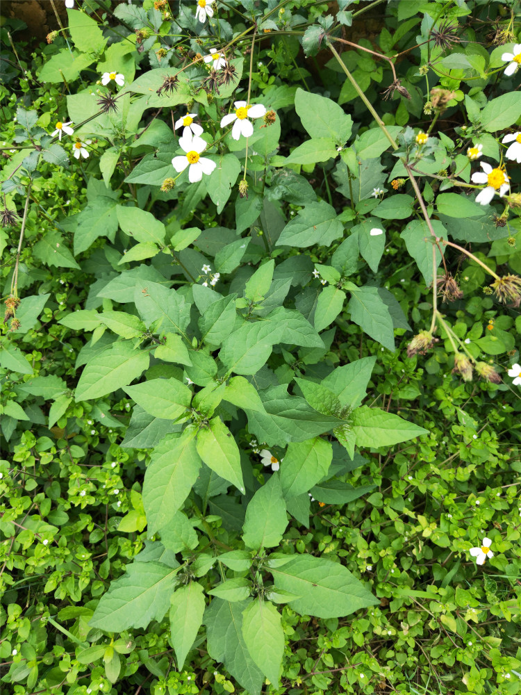 春天来了 又到了吃野菜的季节 腾讯新闻