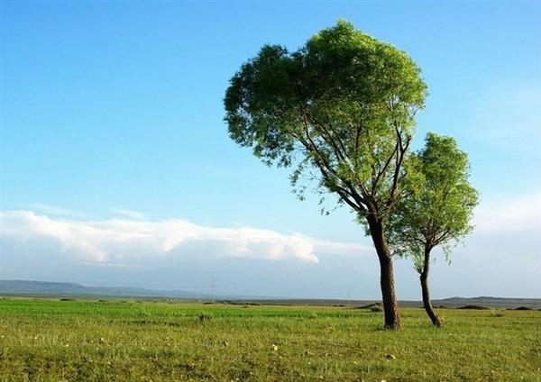 也许,父母和孩子也应该像相邻的大树和小树那样:相互能触碰到枝叶又没