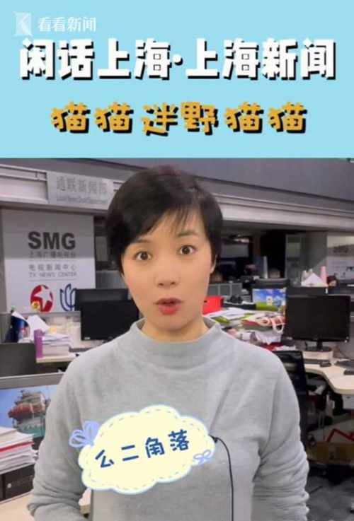 闲话上海上海新闻丨猫猫躲猫猫