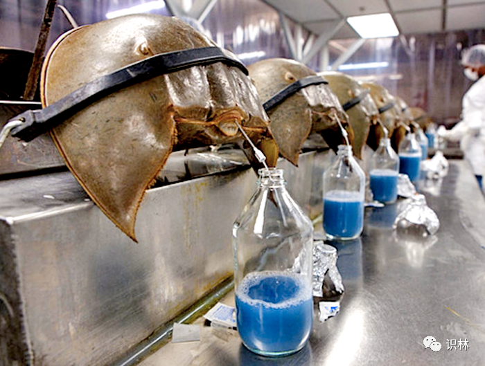 近些年总部位于瑞士的龙沙(lonza)公司生产出的 rfc 可以替代鲎试剂.