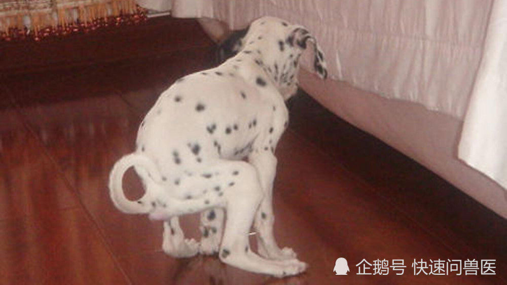 我的狗便秘严重太痛苦了 已经很多天没有排便了 到底怎么办 腾讯新闻