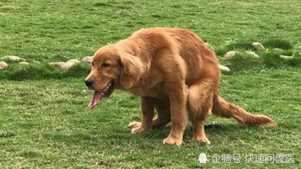 我的狗便秘严重太痛苦了 已经很多天没有排便了 到底怎么办 腾讯新闻