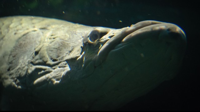 美国佛州惊现亚马逊河水怪,已死,3米长,400多斤重