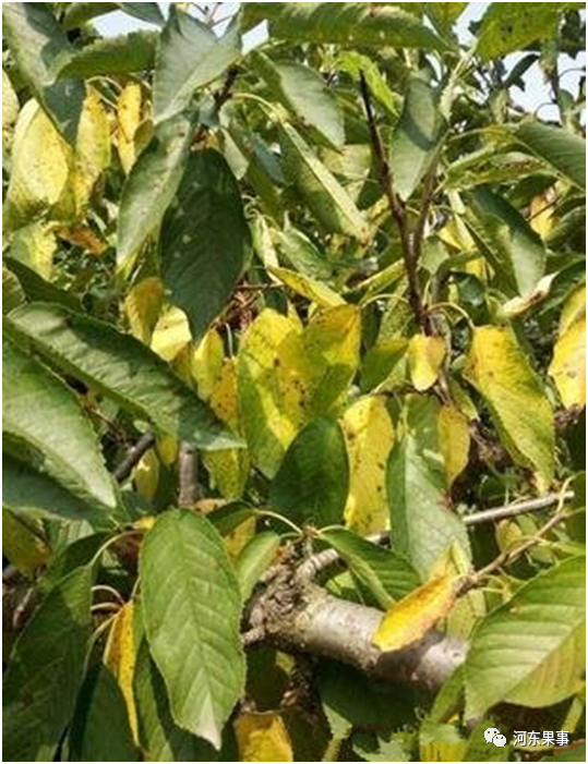 别再看到大樱桃出现叶黄白早期落叶就打药了可能只是缺素症