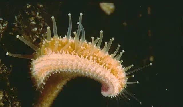 多棘海盘车腕足上密密麻麻的管足图片来自:wikiwand营养物质被吸收到
