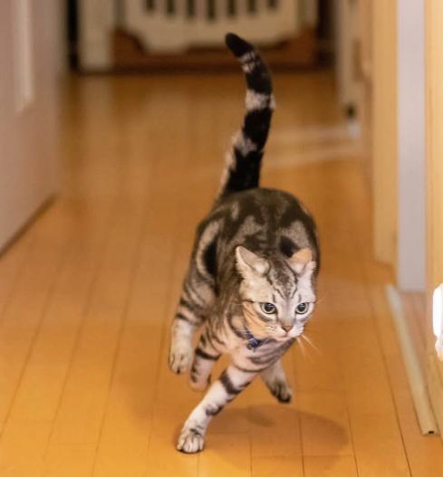 为什么猫咪十分喜欢跑酷运动