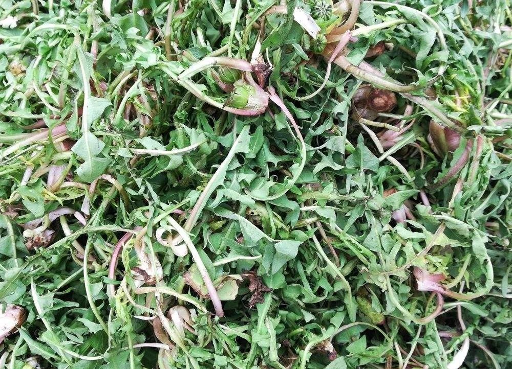 婆婆丁是什么 婆婆丁和蒲公英是一种植物吗