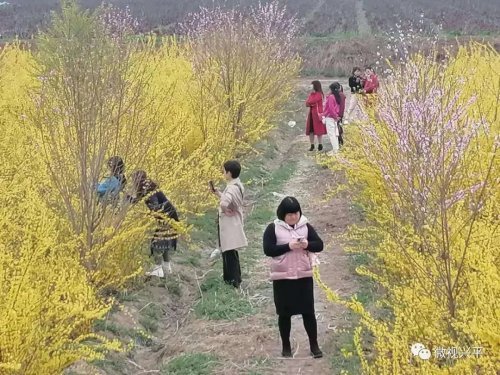兴平八里村的这片花海美翻了