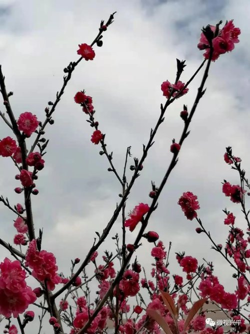 兴平八里村花海图片