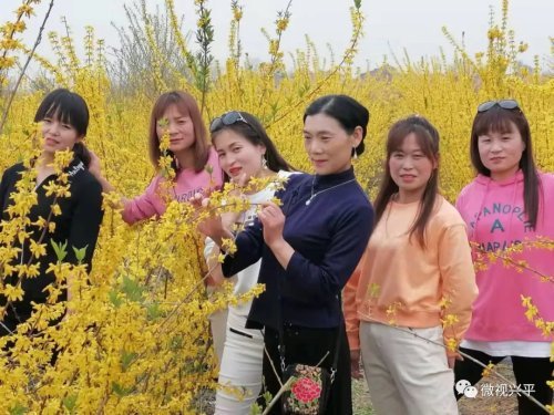 兴平八里村的这片花海美翻了