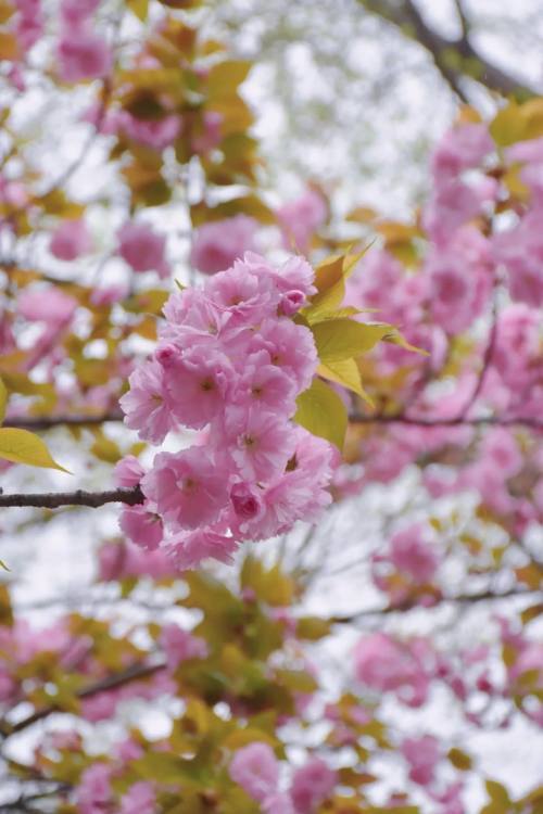 春语皇泽寺一树树花开一寸寸春来