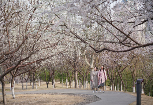 河北迁安花开滦河畔春色引游人