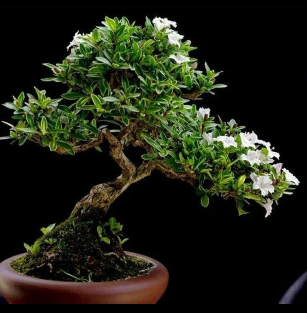 六月雪 你听过一个植物吗 腾讯新闻