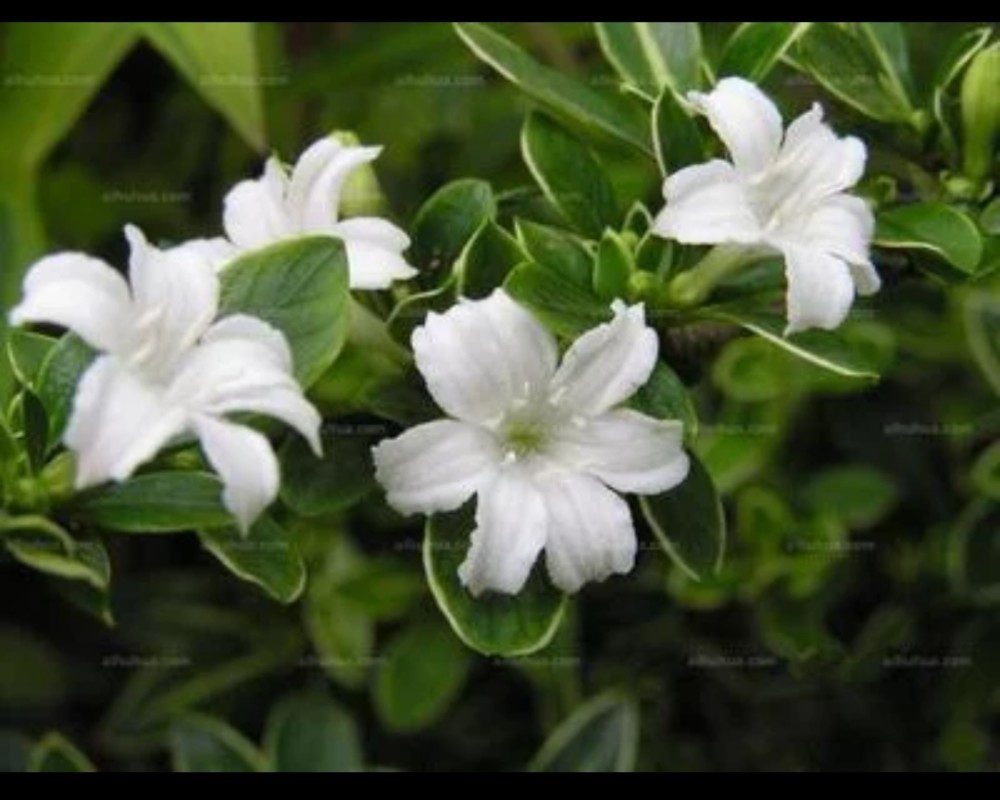 六月雪 你听过一个植物吗 腾讯新闻