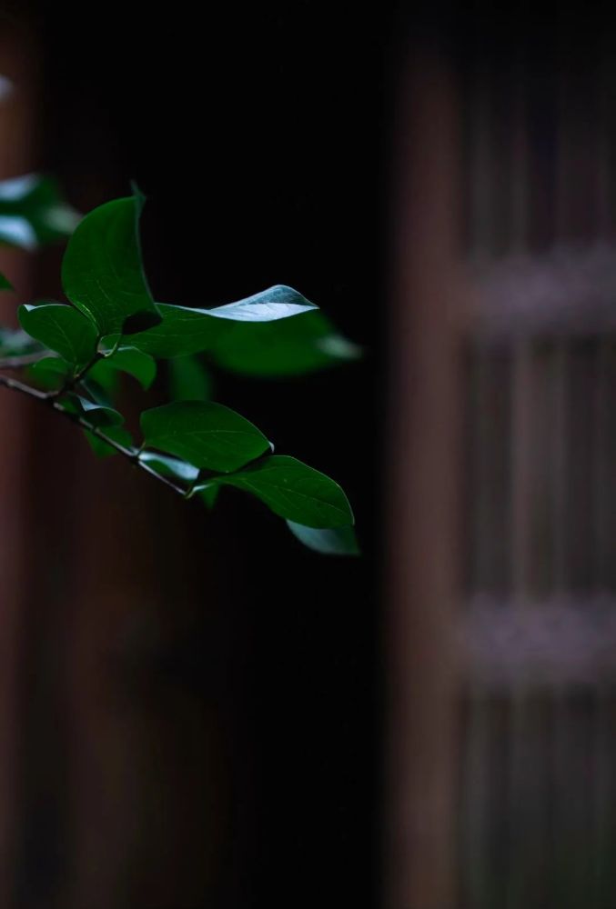 是故心无旁骛,坐忘无我,方得人生所求之心安神定.一日偶然得见门中