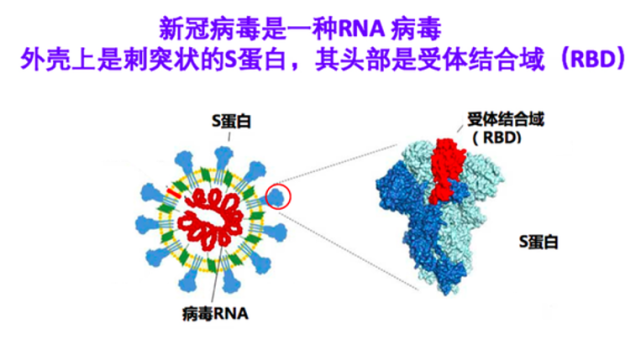 是將新冠病毒s蛋白受體結合區(rbd)基因重組到中國倉鼠卵巢(cho)細胞