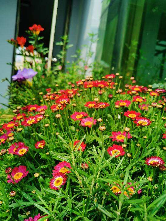 时令花的优缺点,看好之后再买花,买适合自己养的最好