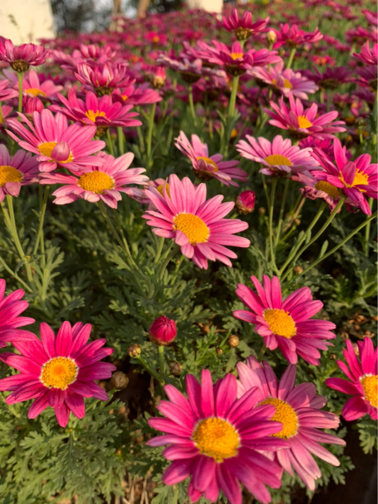 时令花的优缺点,看好之后再买花,买适合自己养的最好