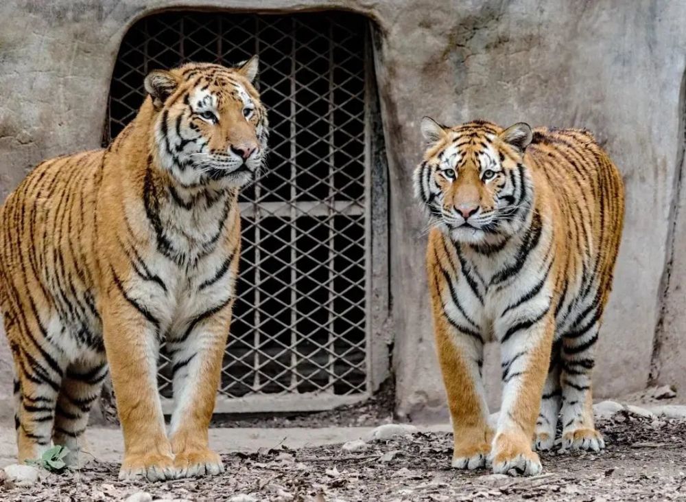 上海動物園遷來了3只小東北虎