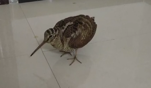 长嘴鸟 借住 消防队 专家一看竟是 腾讯新闻