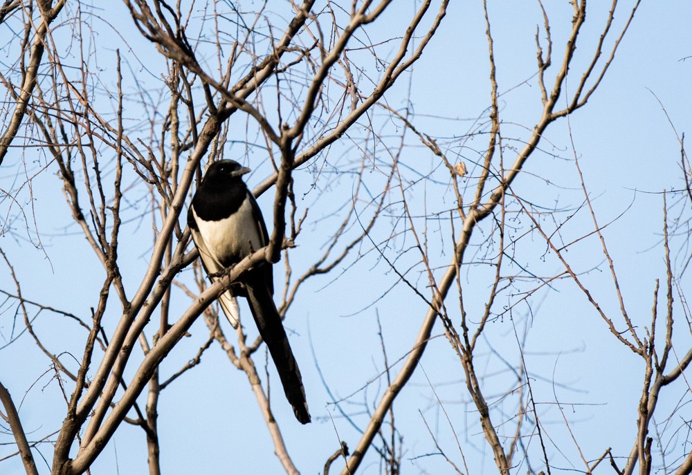 当地的野生鸟儿越来越多,而最多的要数喜鹊和麻雀了