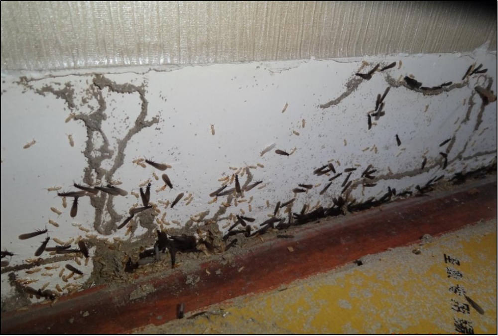 今年成都白蚁分飞期确定了