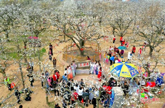 2021年3月25日,中国·宁陵第十八届梨花节在宁陵县石桥镇万亩生态梨园