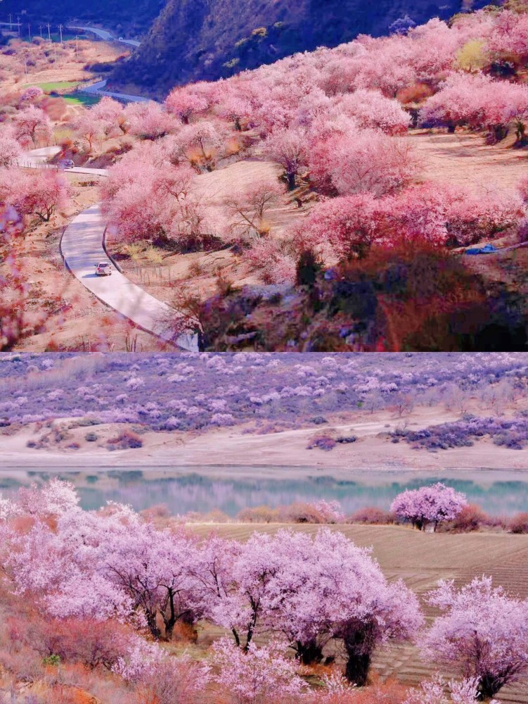 春风十里不如你,许你十里林芝桃林

"西藏最美在林芝_腾讯新闻