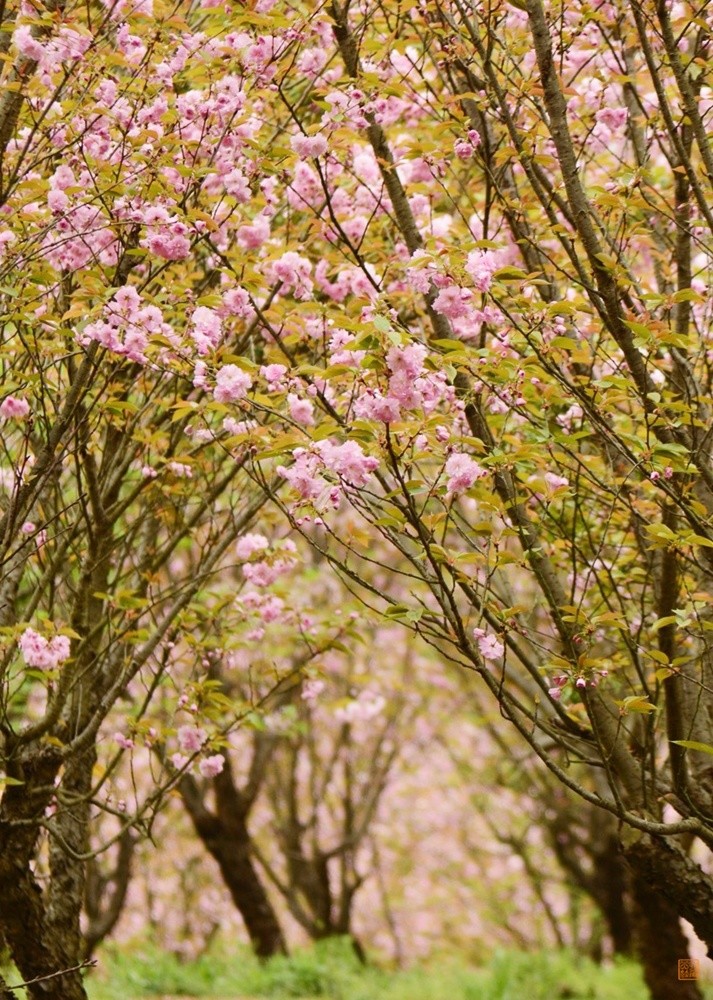 早樱花期已过没有了拥挤游客的平坝晚樱正当时
