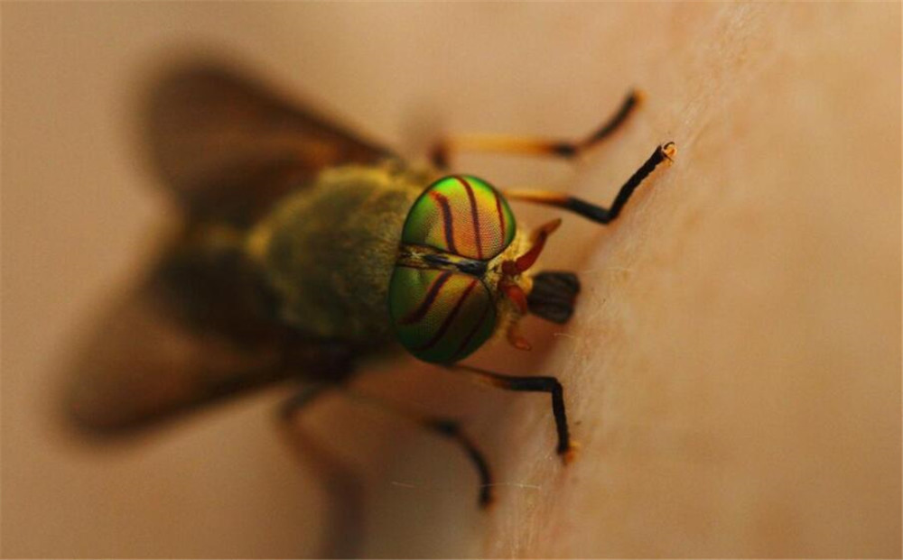 农村这种 吸血鬼 叮马叮牛还叮人 晒成药材一斤数百元 腾讯新闻