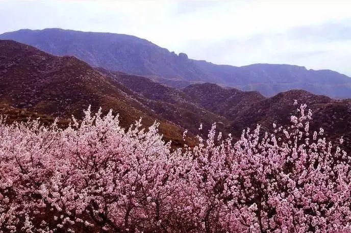 就现在门头沟妙峰山花海等你来打卡