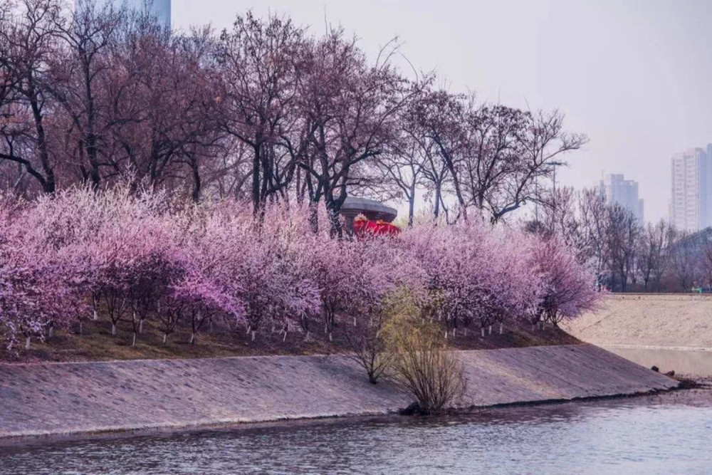 天津踏青赏花的四个好去处,可以拍美美的照片,春游不要错过了