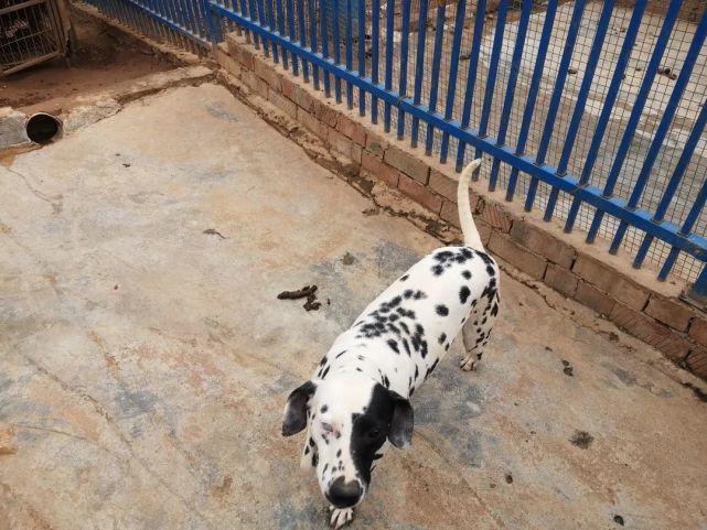 爱之家领养日 一 巨贵 绝育 斑点狗 哈士奇 中型犬 狗狗