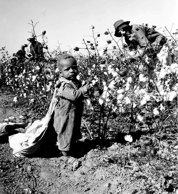 美国利用黑奴强迫劳动的罪证照 西方政客身上沾满血腥的棉花