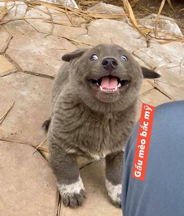 还记得这只长得像猫的狗吗?它长大了,身世之谜也被揭开了_腾讯新闻