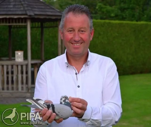 吉诺克里克三大基本血脉组织起超级品质赛鸽