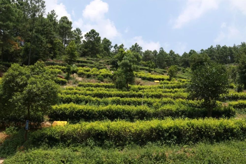 古劳茶山图片