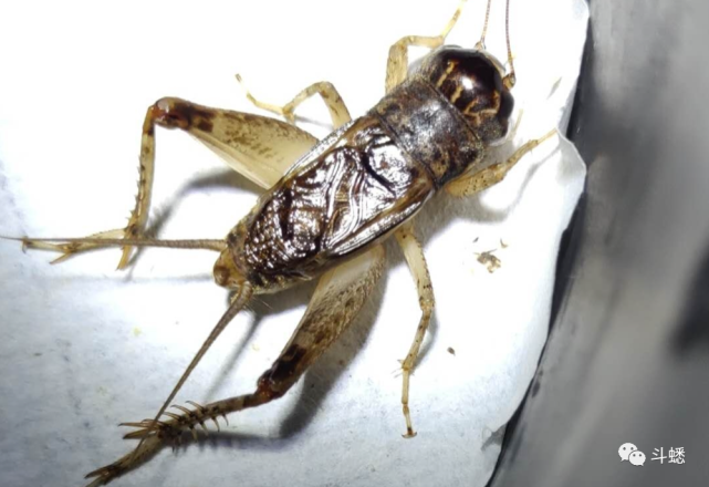 蟋蟀鉴赏12路长牙