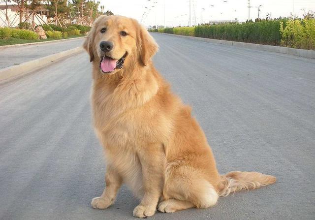 (3)戀童型替身:查理士王騎士犬,日本狆,北京狗適合對像:喜歡讓人疼