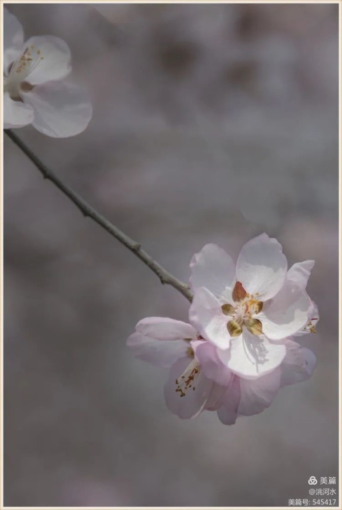 临洮 三月桃花踏春来 腾讯新闻