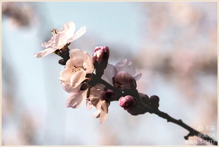 临洮 三月桃花踏春来 腾讯新闻