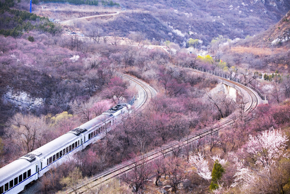 花海列車再迎客流高峰,市郊鐵路s2線今起加車運行