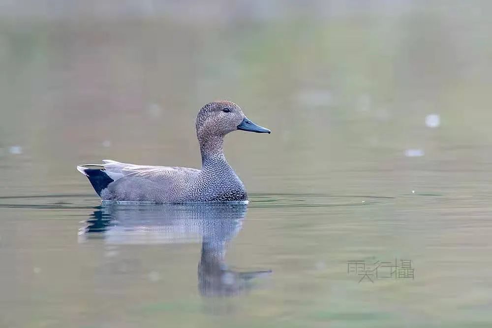 白眼潜鸭首次现身遵义城区_腾讯新闻